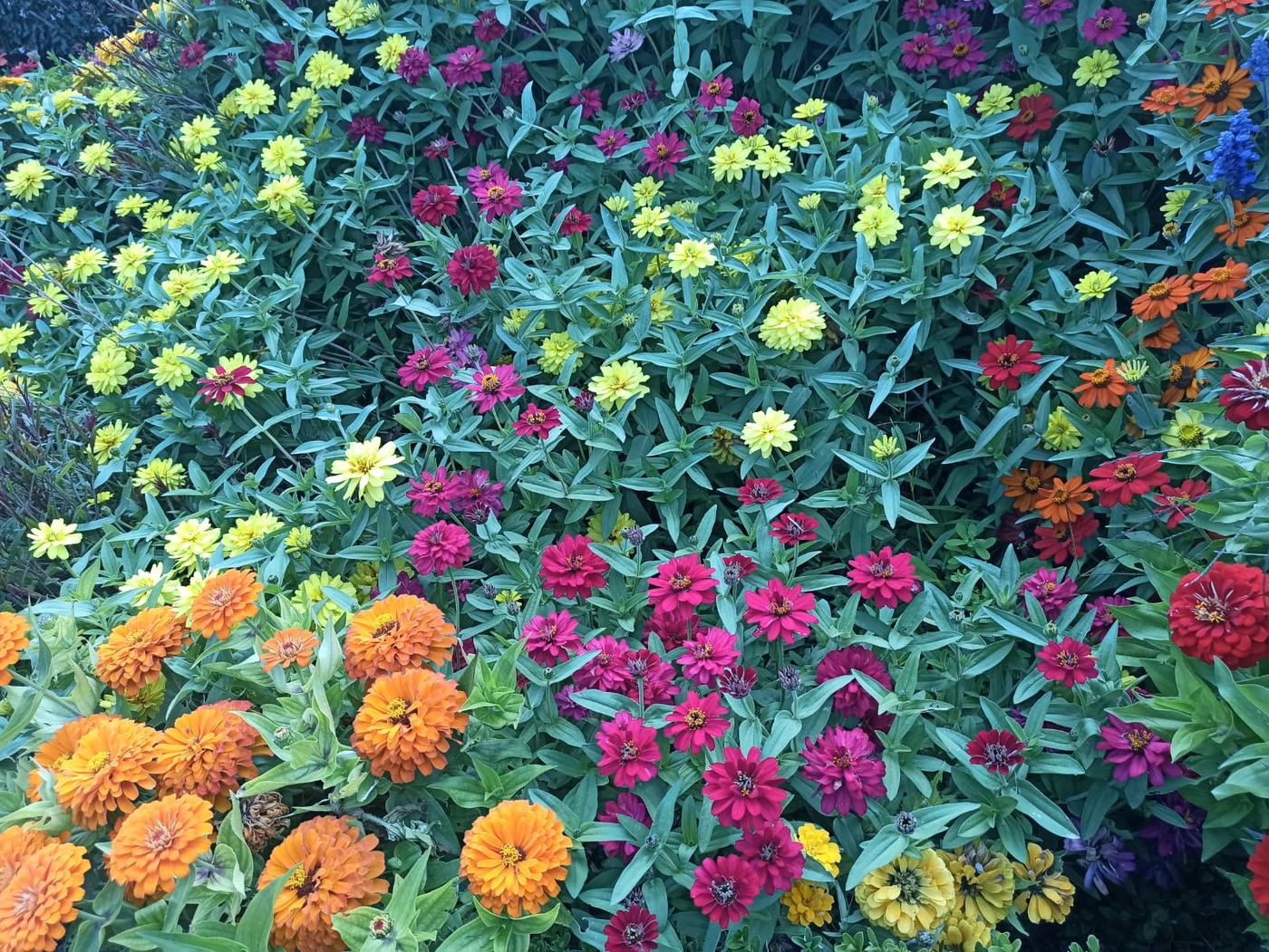 Macizo de zinnias de muchos colores en un vivero, cerca de la casa rural TTipiaenea