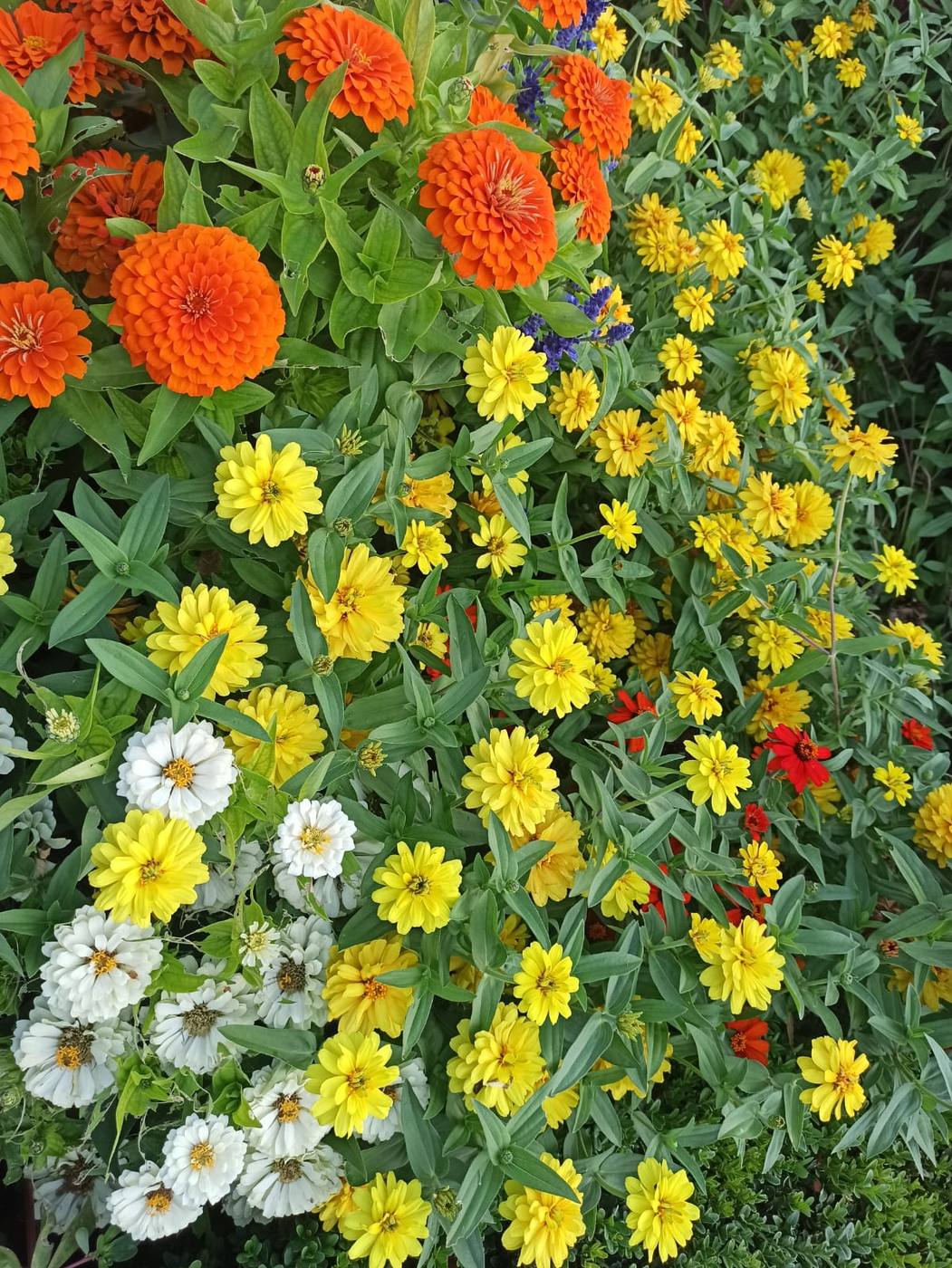 Arriate de flores amarillas y naranjas en un vivero