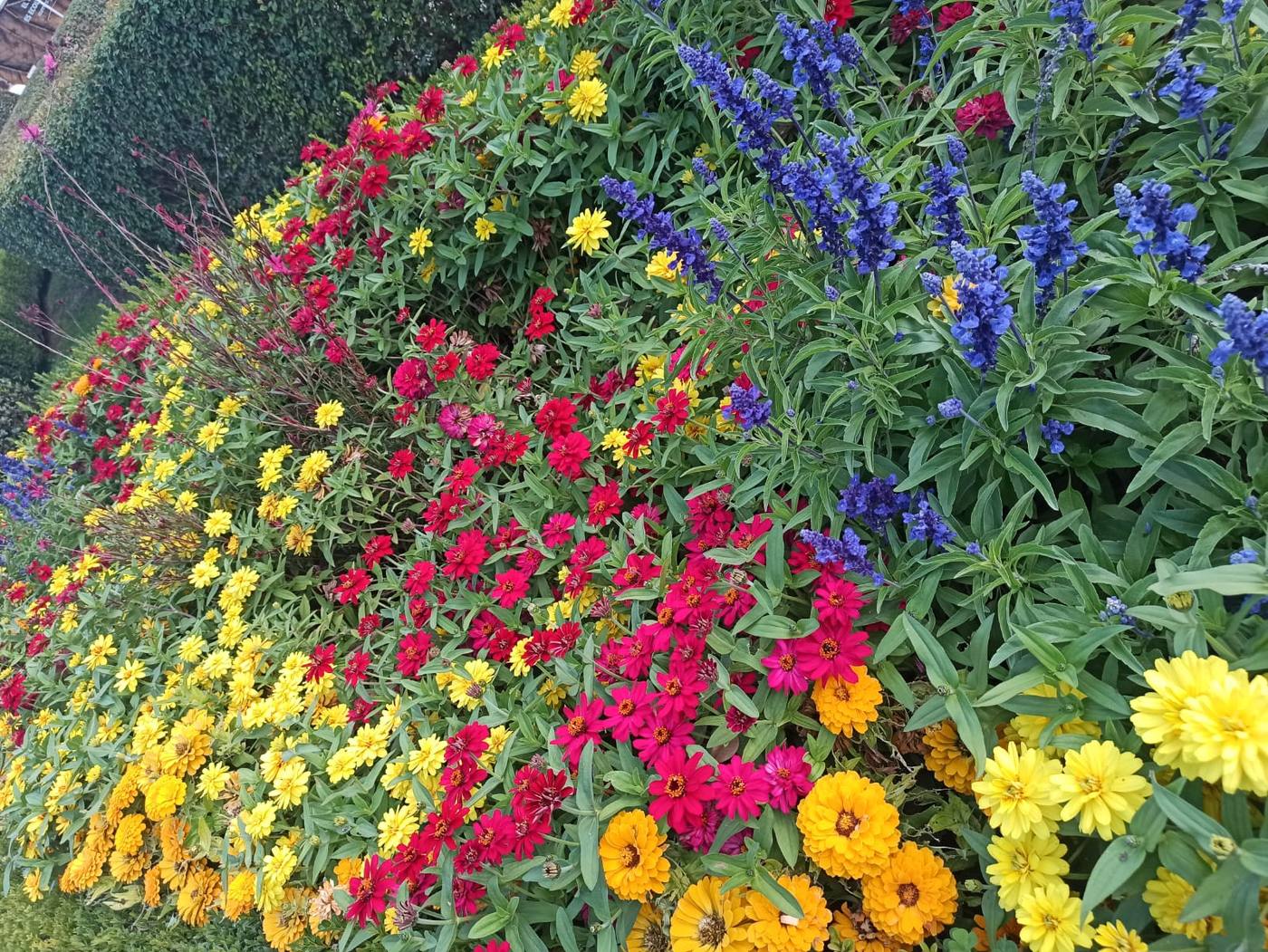 Bancal de salvias, caléndulas y zinnias en un vivero
