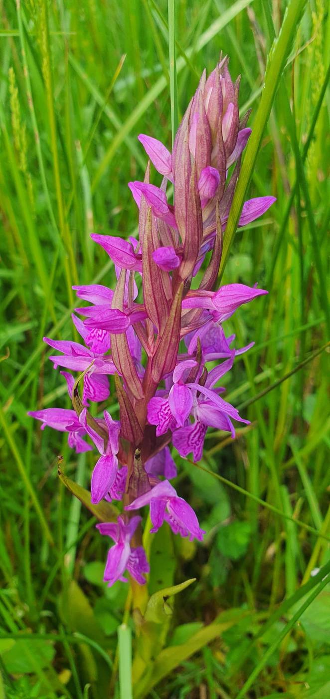 Orquídea silvestre rosa en los prados cerca de la casa rural TTipiaenea (Ariz, Navarra)