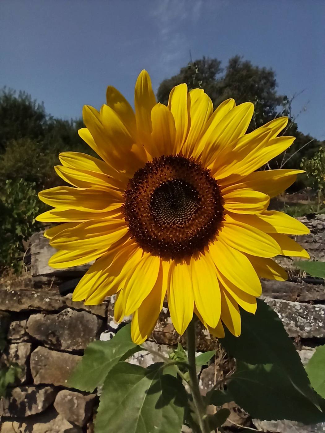 Girasol en el jardín de la casa rural TTipiaenea (Ariz, Navarra)