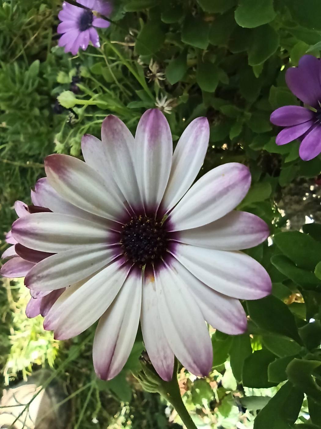 Dimorfoteca en el jardín de la casa rural TTipiaenea (Ariz, Navarra)