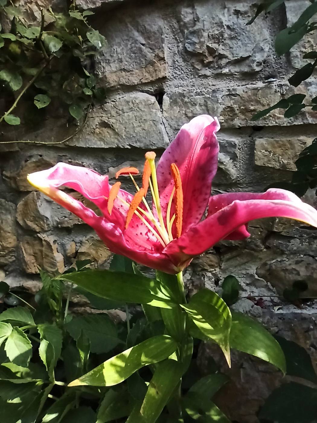 Lirio en el jardín de la casa rural TTipiaenea (Ariz, Navarra)