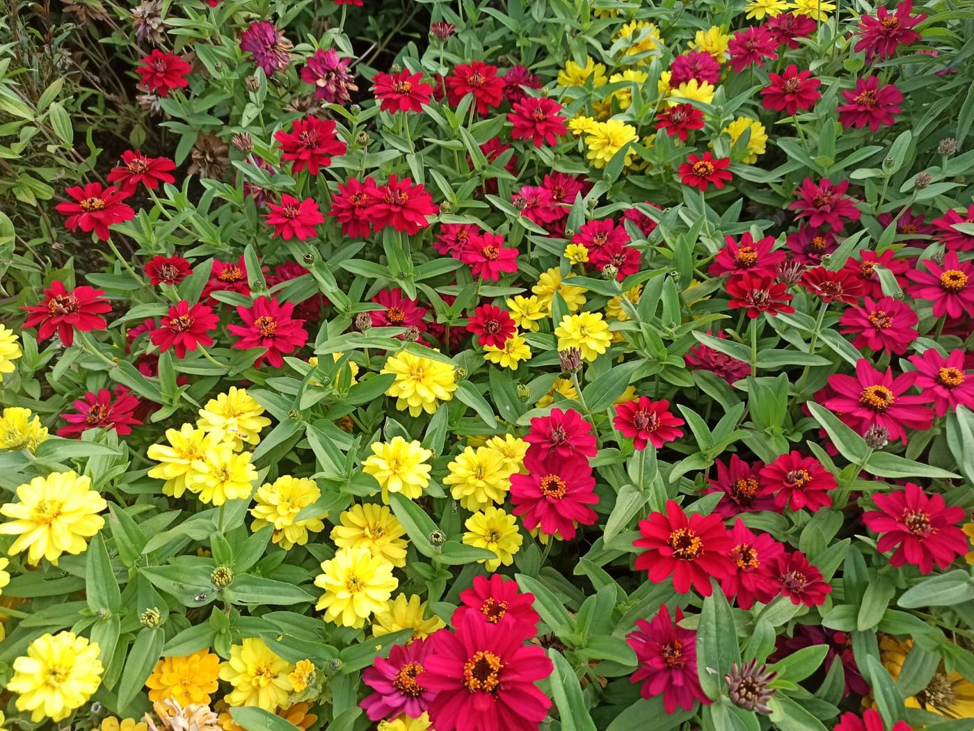 Zinnias rojas y amarillas en un vivero