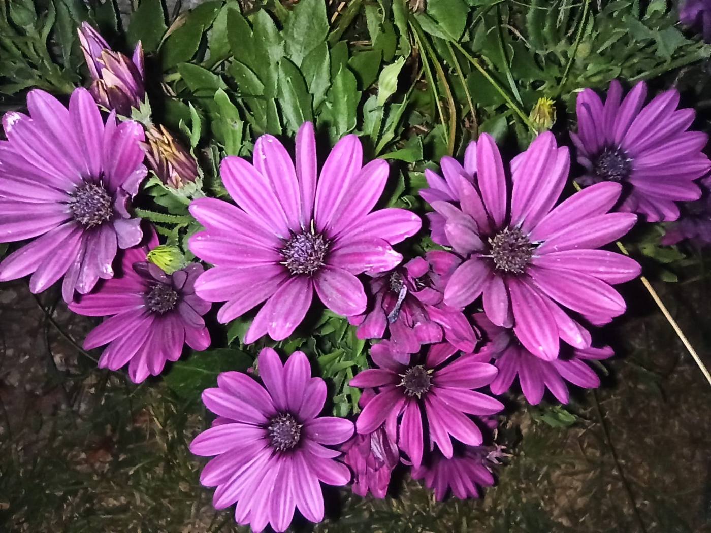 Dimorfotecas moradas en el jardín de la casa rural TTipiaenea (Ariz, Navarra)
