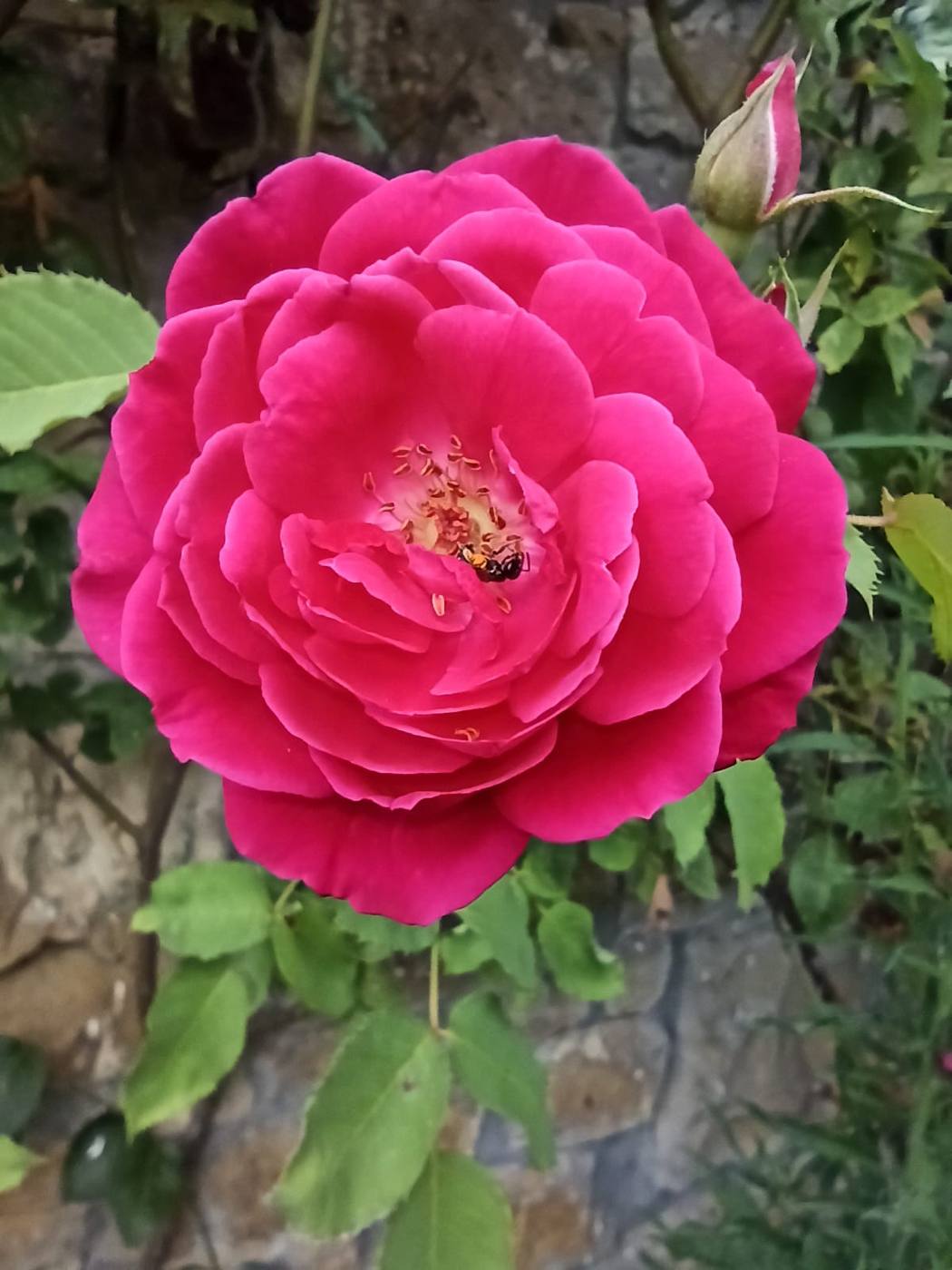 Rosa en el jardín de la casa rural TTipiaenea (Ariz, Navarra)