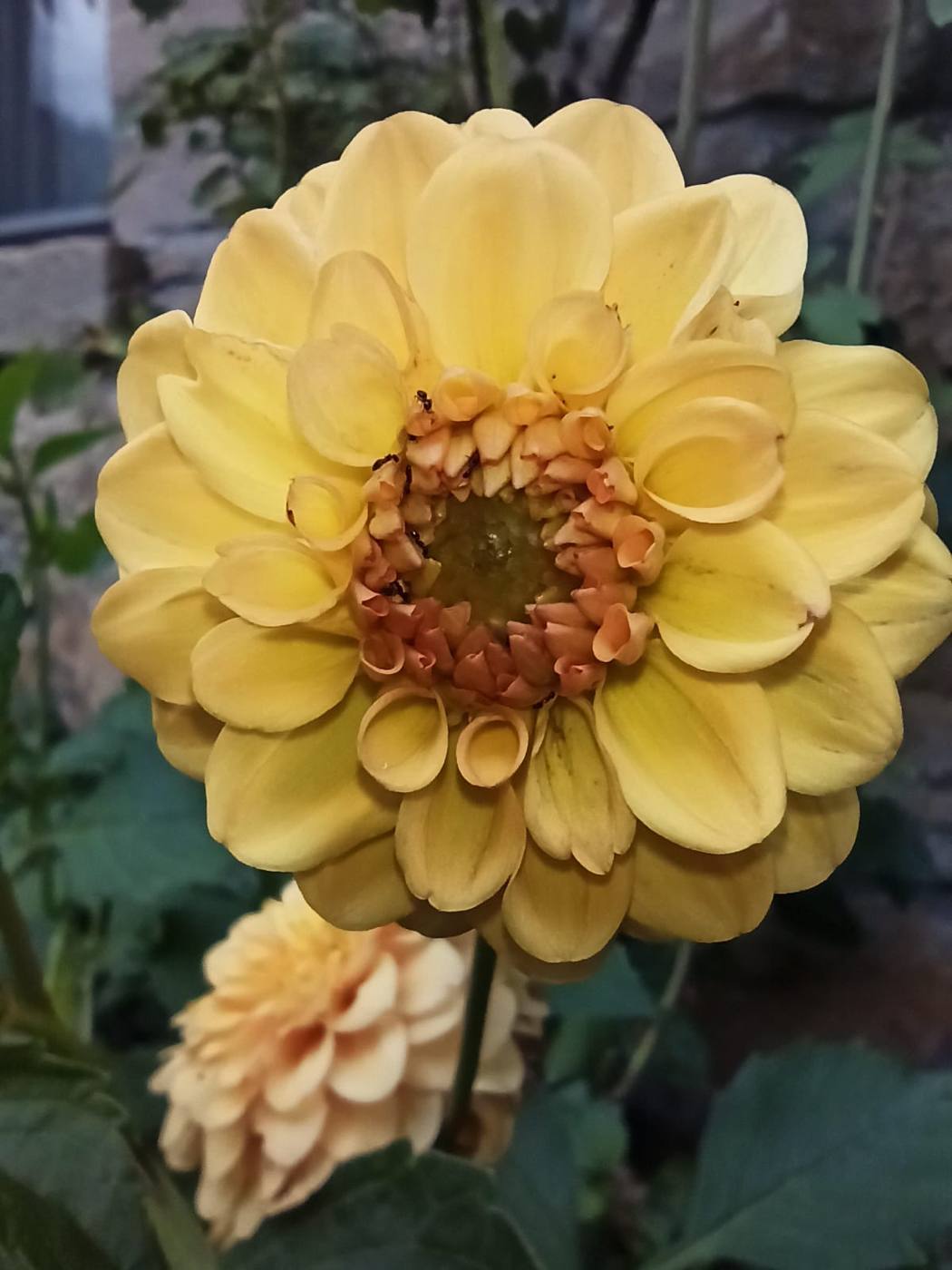 Dalia en el jardín de la casa rural TTipiaenea (Ariz, Navarra)