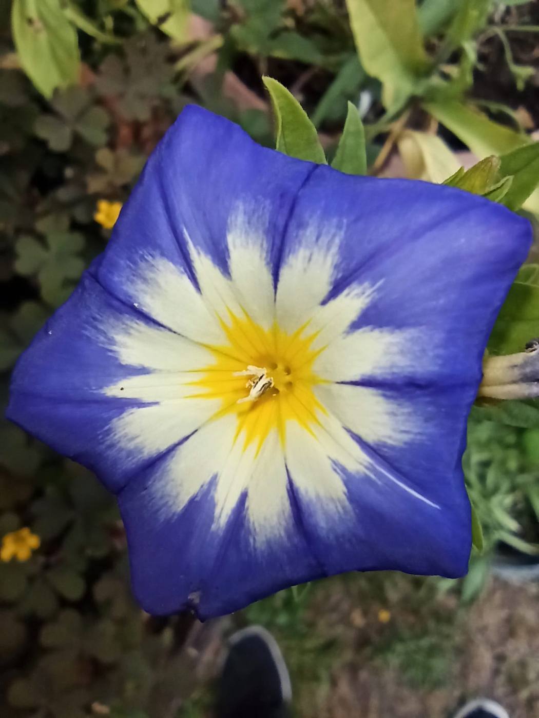 Campanilla en el jardín de la casa rural TTipiaenea (Ariz, Navarra)