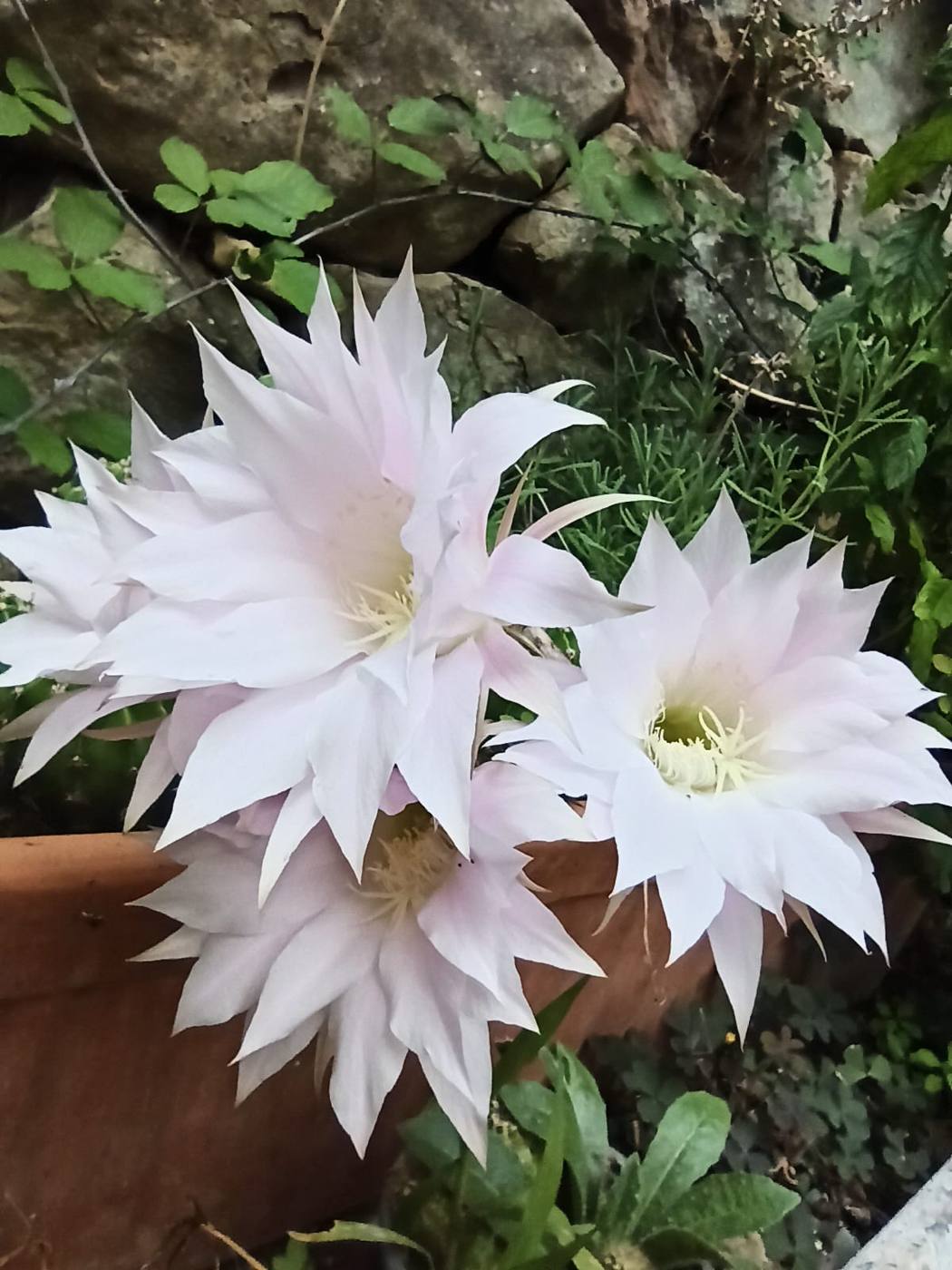 Flor de cactus en el jardín de la casa rural TTipiaenea (Ariz, Navarra)