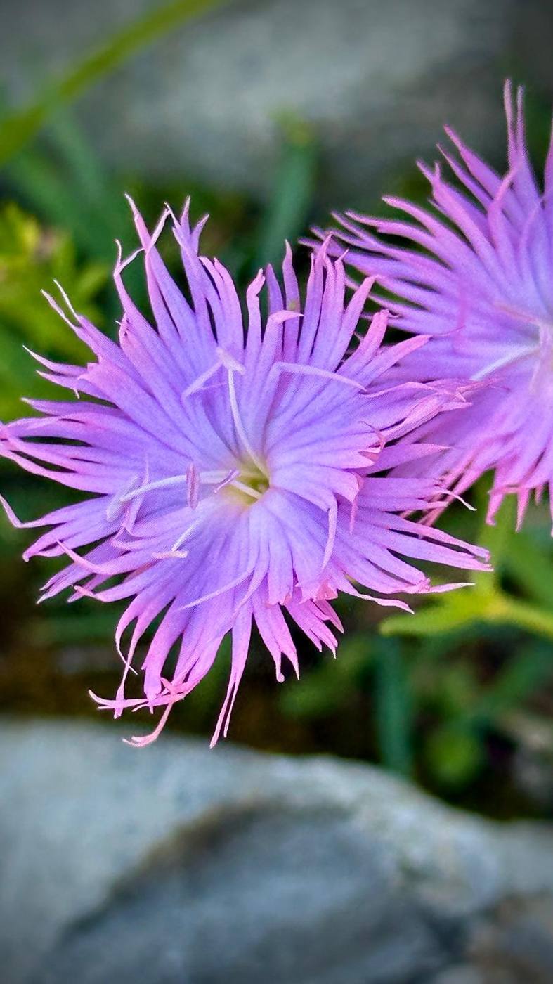 Centaurea en el jardín de la casa rural TTipiaenea (Ariz, Navarra)