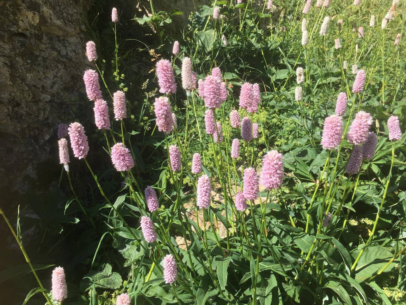 Bistorta, espigas rosas en los prados de alrededor de la casa rural TTipiaenea (Ariz, Navarra)