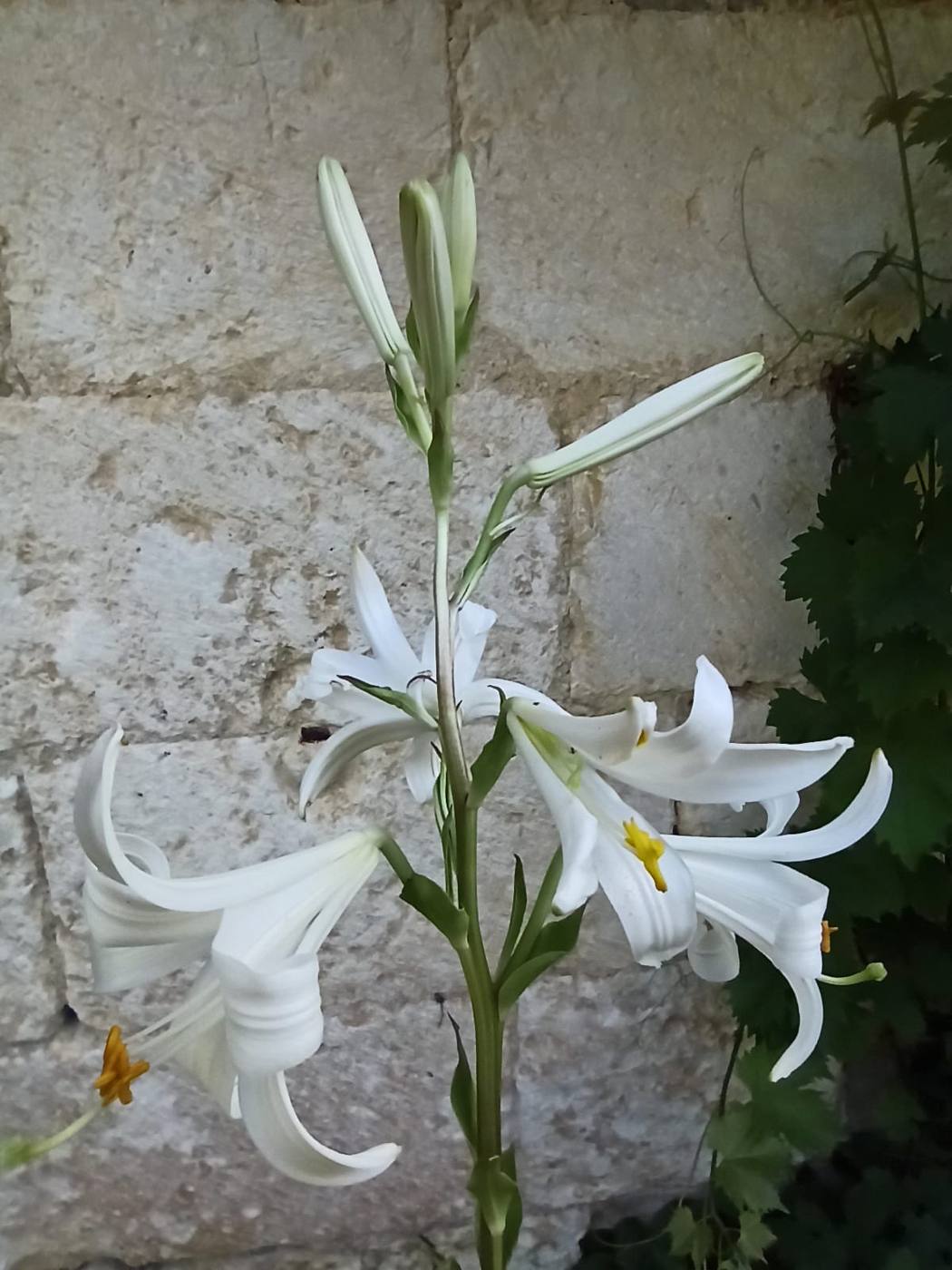 Azucena en el jardín de la casa rural TTipiaenea (Ariz, Navarra)