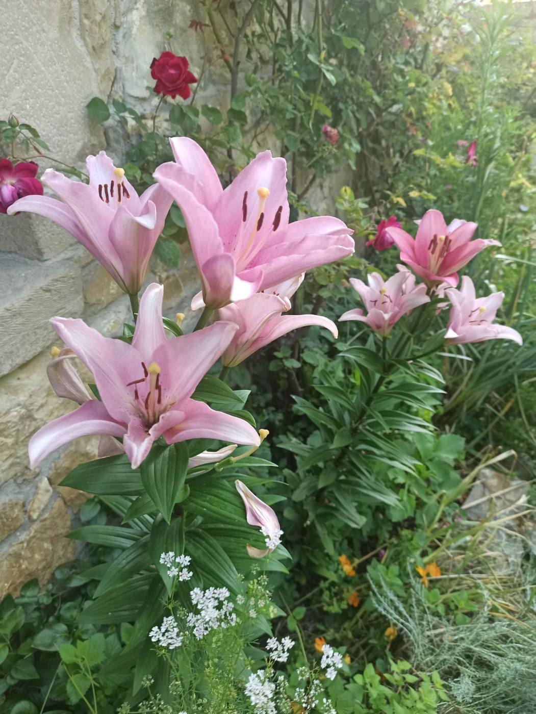 Lirios rosas en el jardín de la casa rural TTipiaenea (Ariz, Navarra)