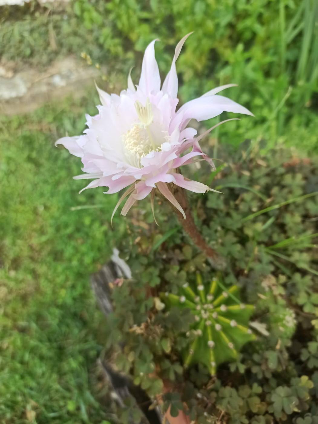 Flor de cactus en el jardín de la casa rural TTipiaenea (Ariz, Navarra)