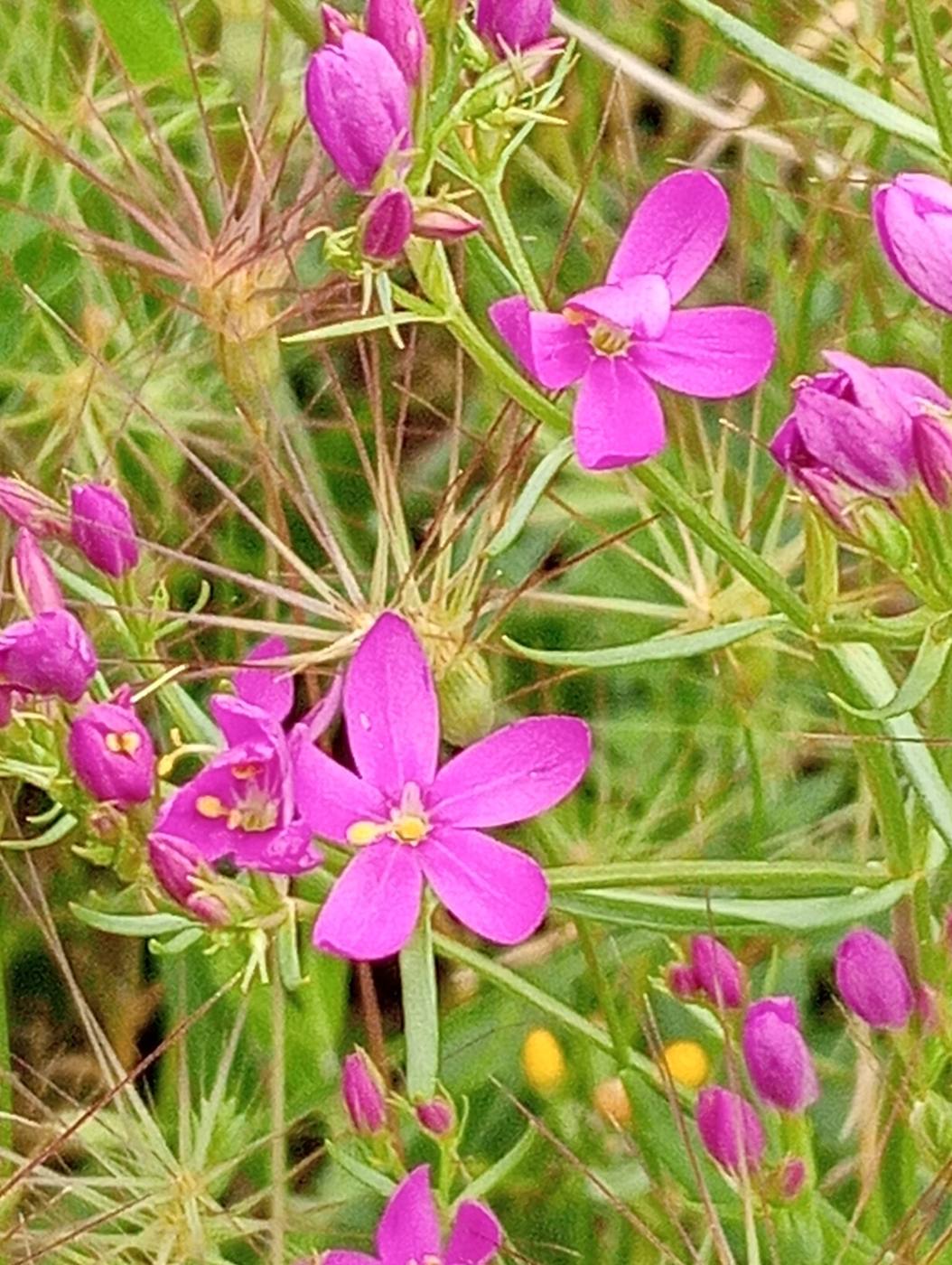 Silene fucsia entre la hierba, en los alrededores de la casa rural TTipiaenea (Ariz, Navarra)