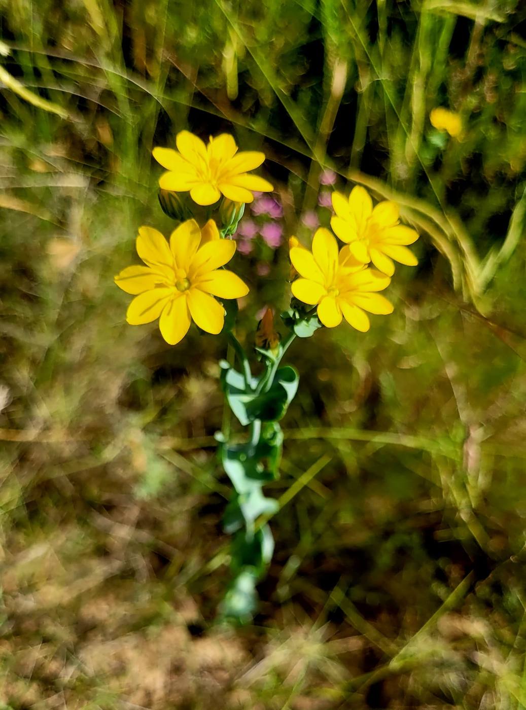Flores amarillas en el jardín de la casa rural TTipiaenea (Ariz, Navarra)