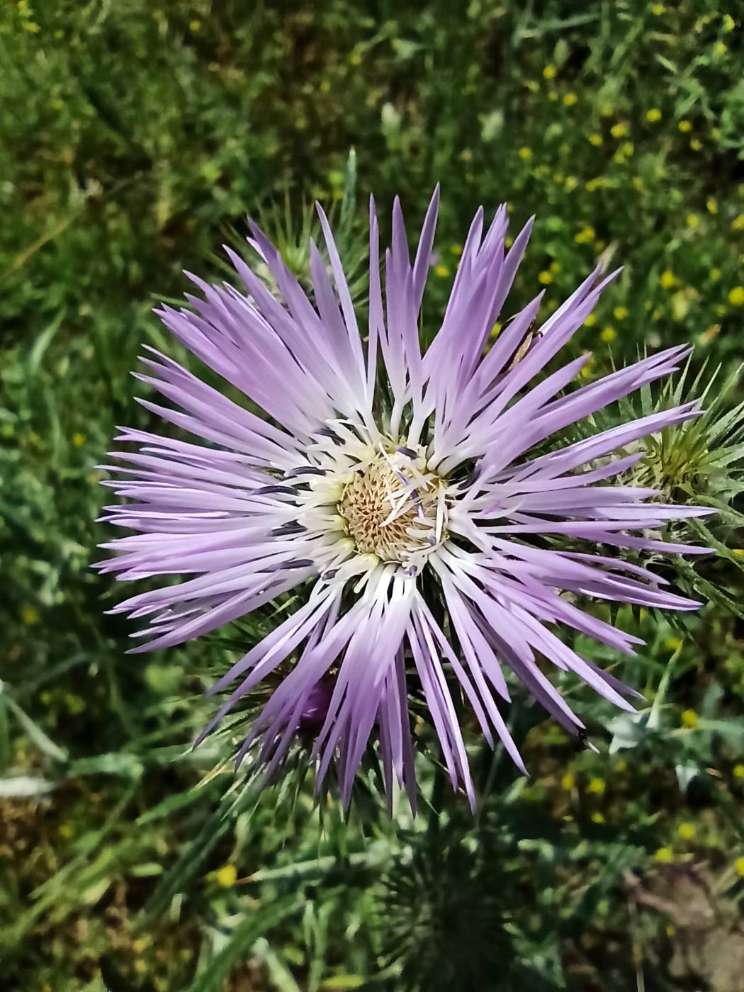 Cardo en el jardín de la casa rural TTipiaenea (Ariz, Navarra)