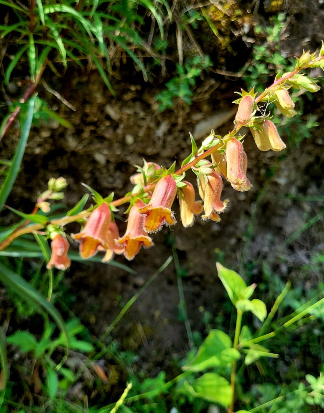 Digital o dedalera color melocotón, en los alrededores de la casa rural TTipiaenea (Ariz, Navarra)