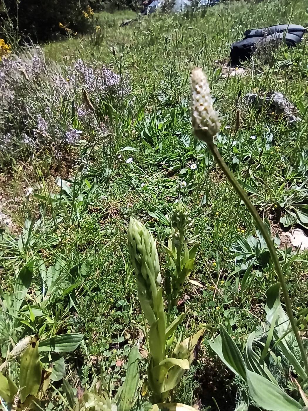 Gamón (asfodelo) en los prados de alrededor de la casa rural TTipiaenea (Ariz, Navarra)