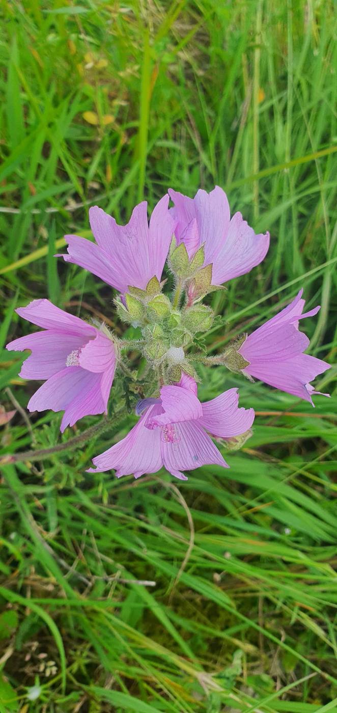 Malva en el jardín de la casa rural TTipiaenea (Ariz, Navarra)