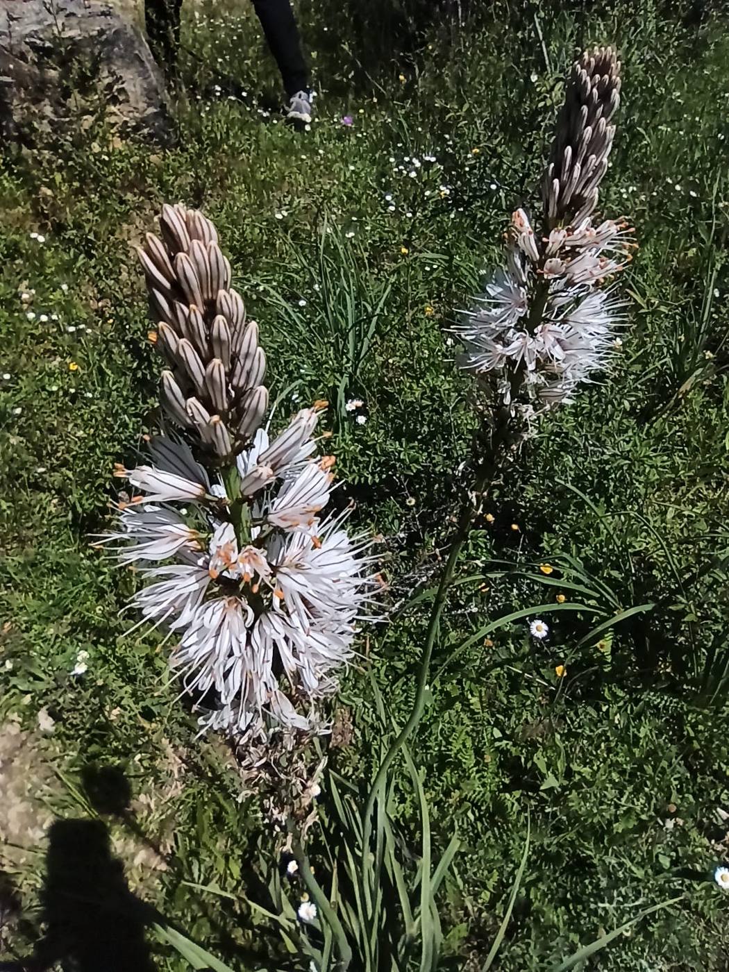 Gamón seco en los prados cerca de la casa rural TTipiaenea, a final de verano (Ariz, Navarra)