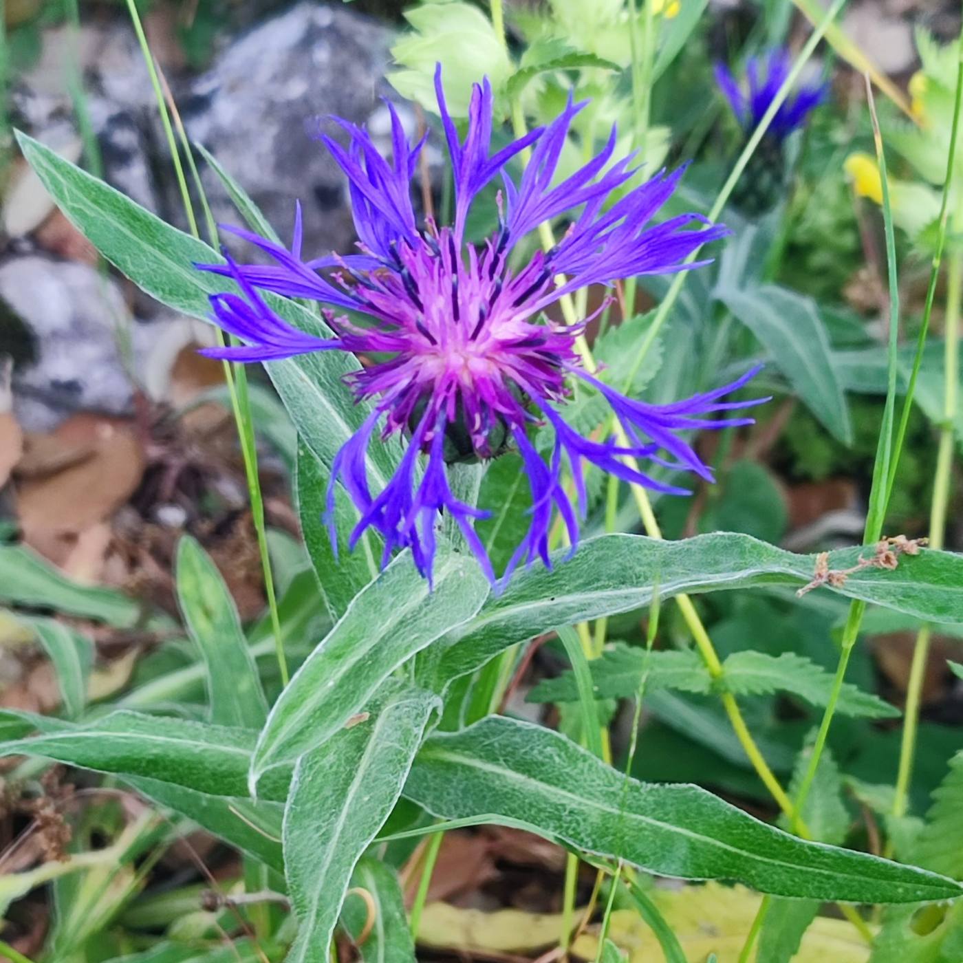 Aciano de montaña en el jardín de la casa rural TTipiaenea (Ariz, Navarra)