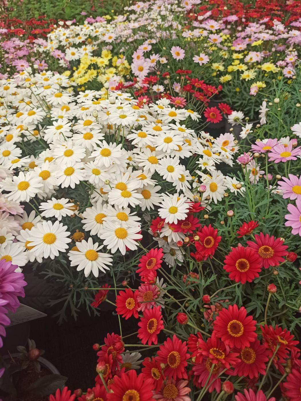 Margaritas y zinnias en un vivero, cerca de la casa rural TTipiaenea (Ariz, Navarra)
