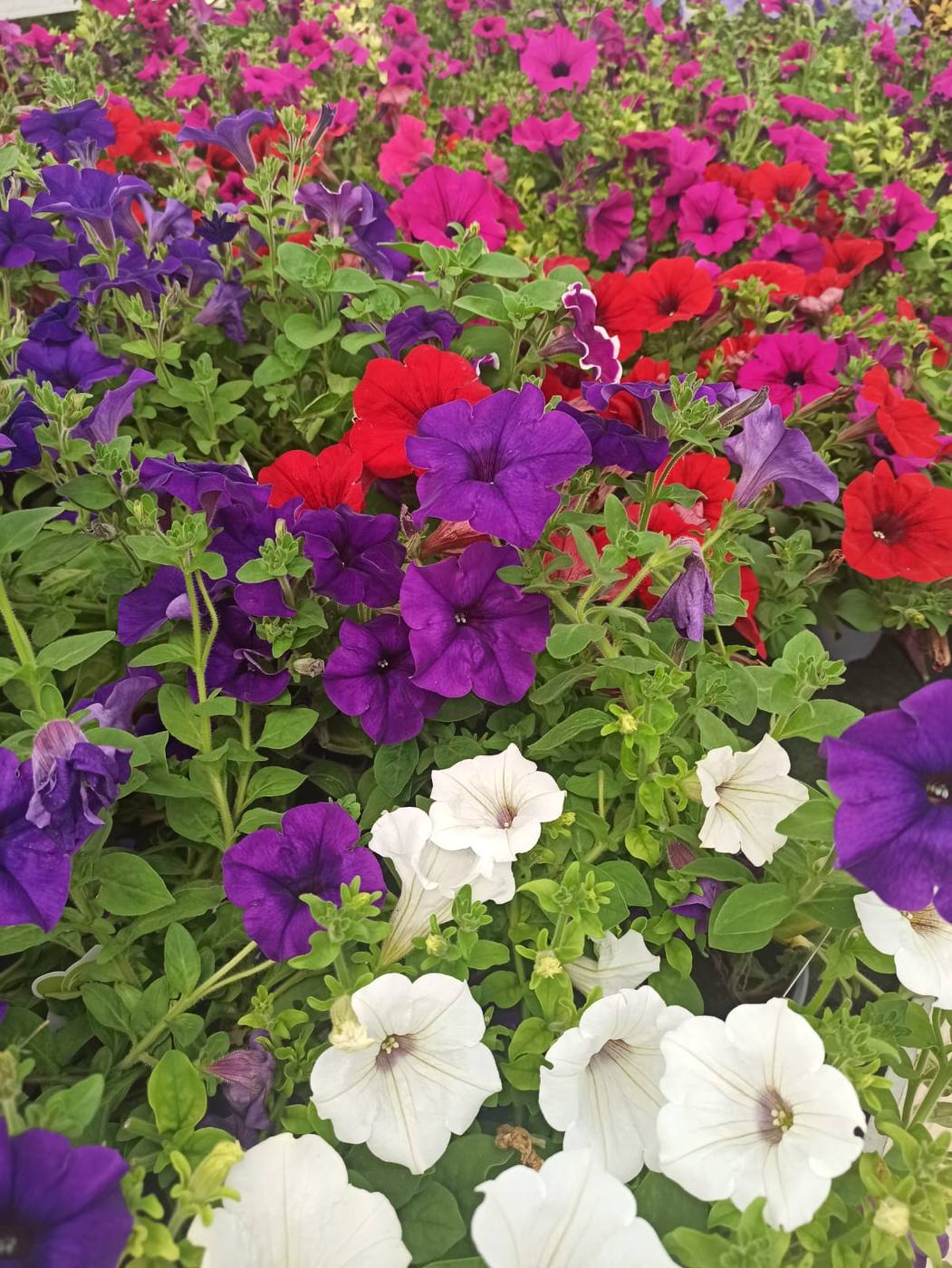 Petunias en un vivero, cerca de la casa rural TTipiaenea (Ariz, Navarra)