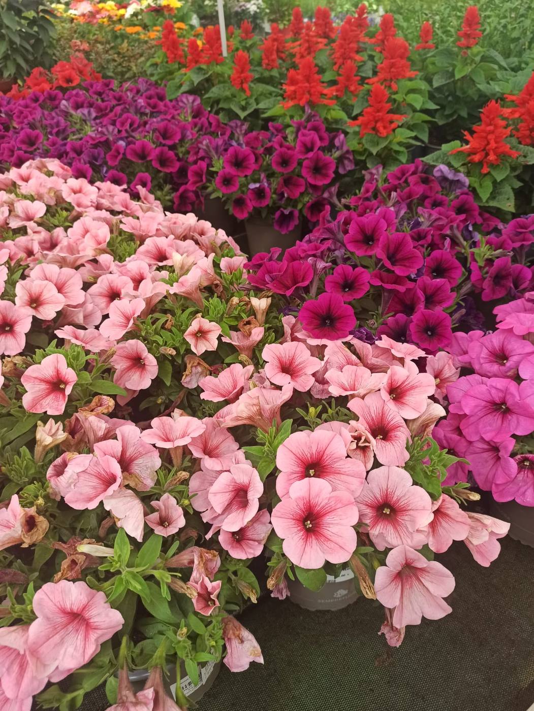 Petunias rosas en un vivero, cerca de la casa rural TTipiaenea (Ariz, Navarra)