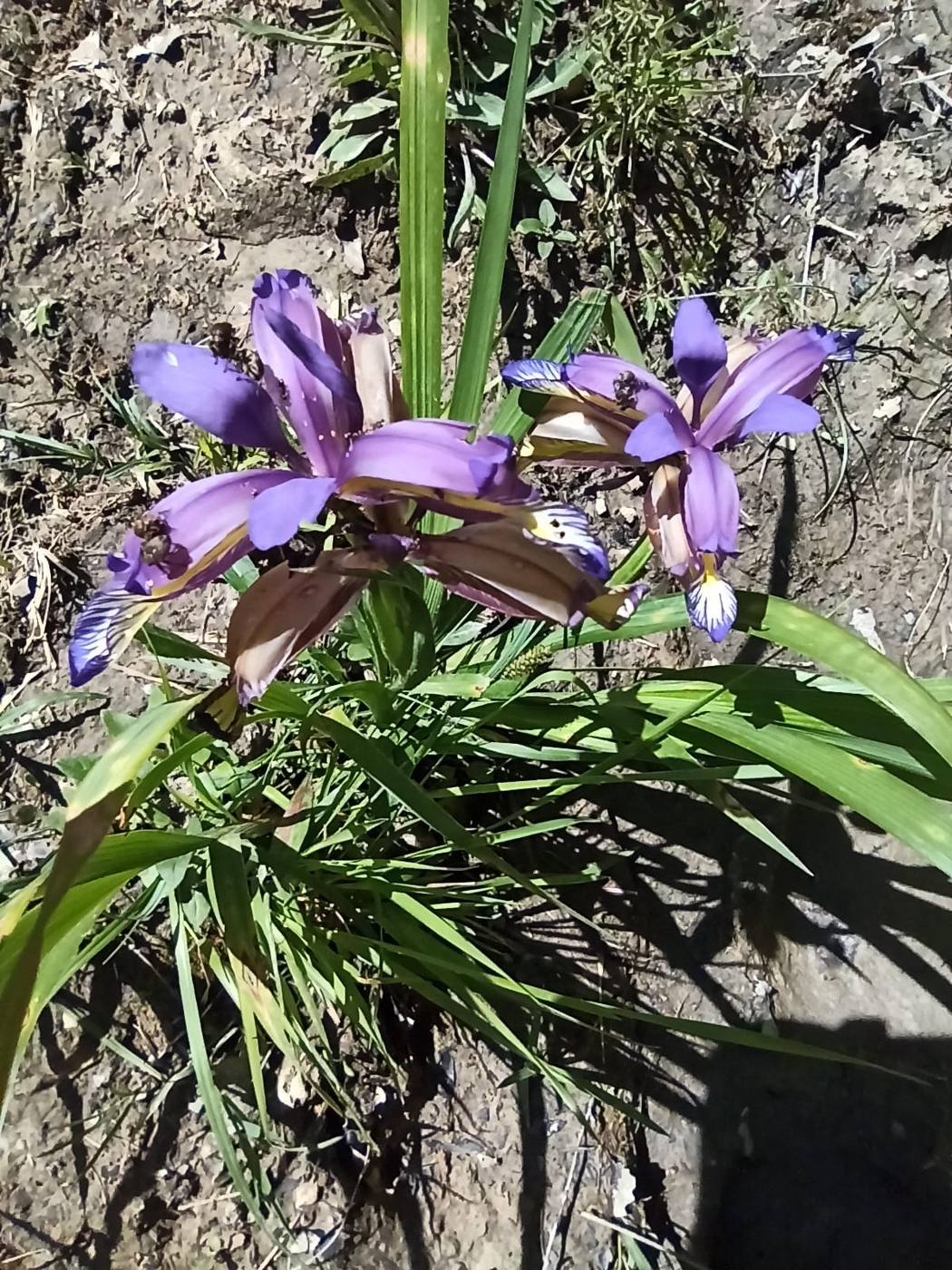 Lirio silvestre en el jardín de la casa rural TTipiaenea (Ariz, Navarra)