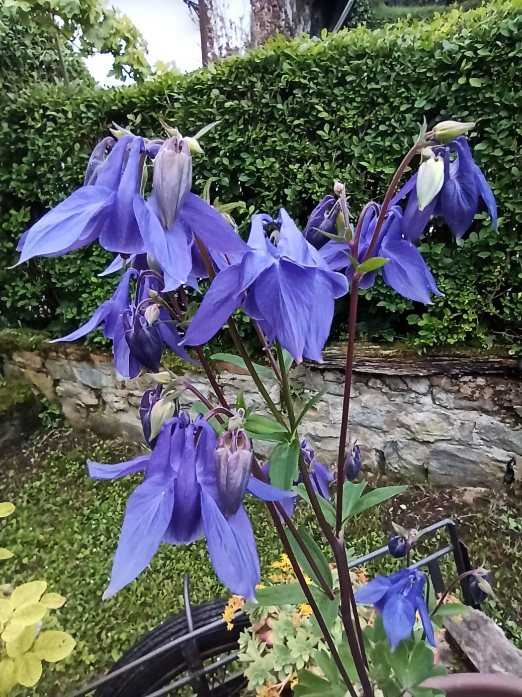 Aguileñas en el jardín de la casa rural TTipiaenea (Ariz, Navarra)