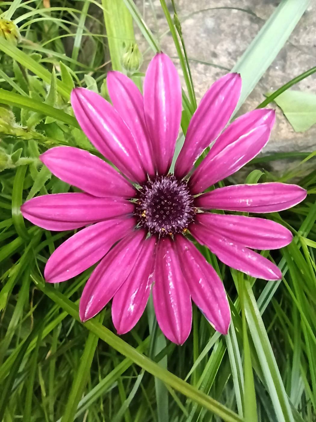Dimorfoteca fucsia en el jardín de la casa rural TTipiaenea (Ariz, Navarra)