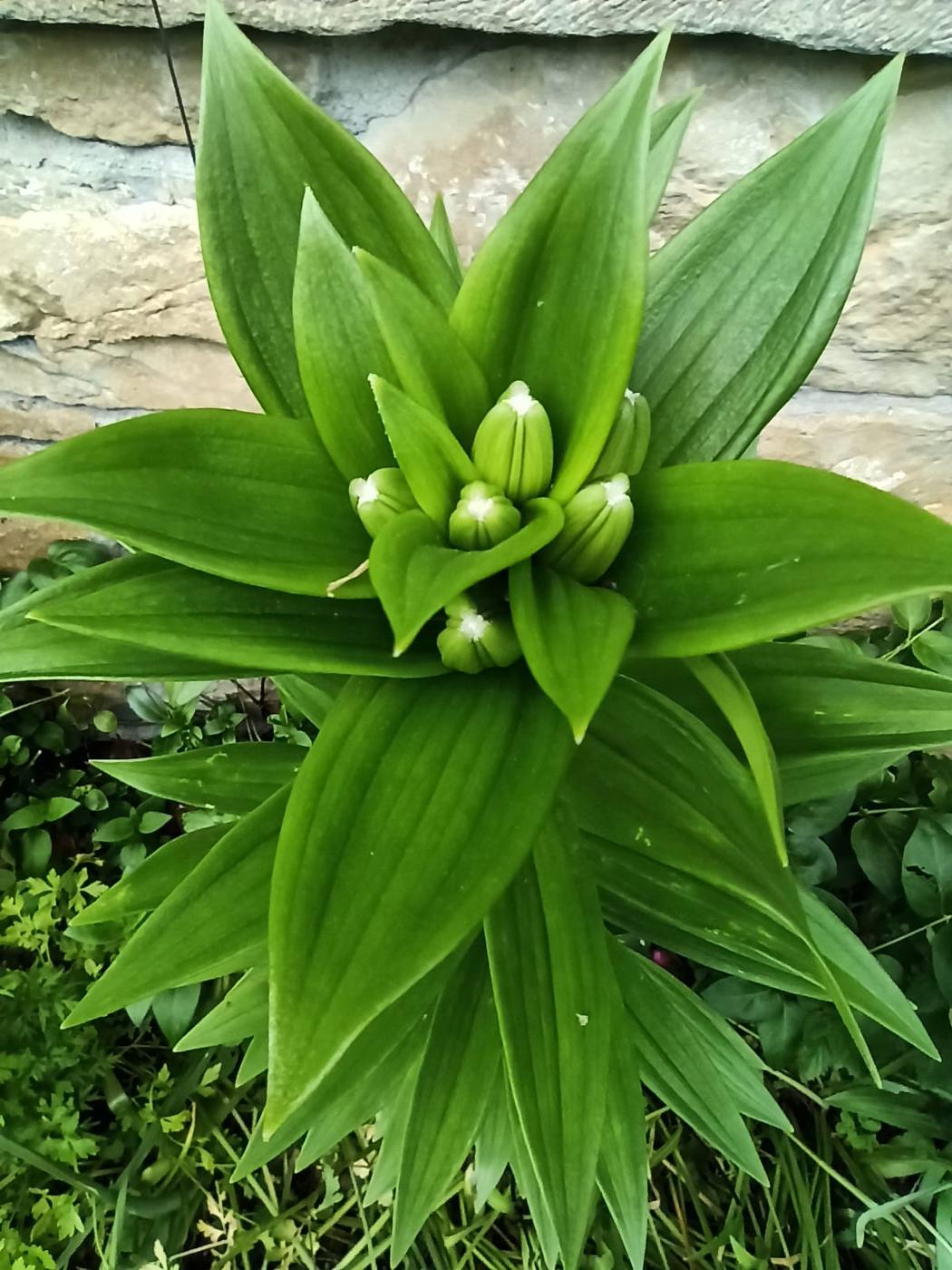Azucena en el jardín de la casa rural TTipiaenea (Ariz, Navarra)