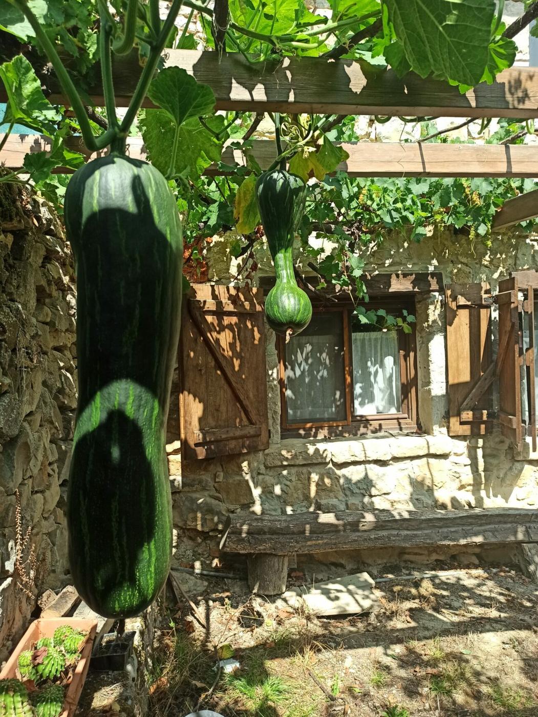 Calabazas colgando de la pérgola de la huerta de la casa rural TTipiaenea