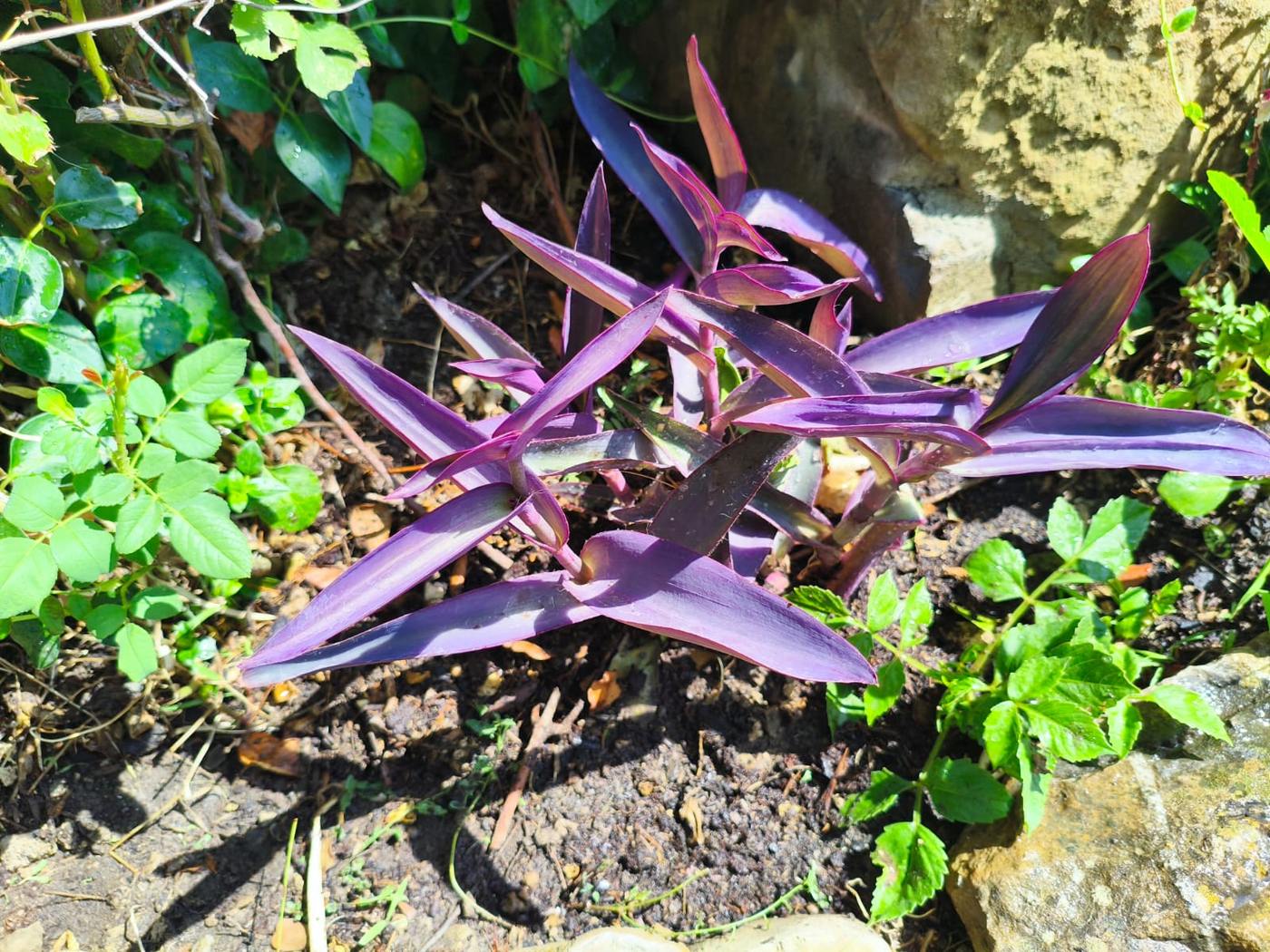 Amor de hombre (tradescantia) en el jardín de la casa rural TTipiaenea (Ariz, Navarra)