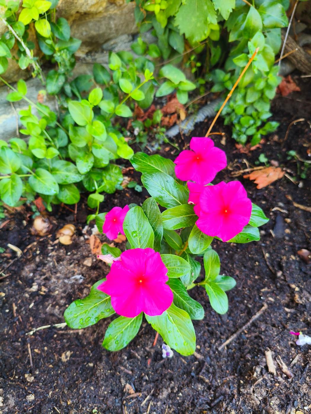Vinca rosa en flor en el jardín de la casa rural TTipiaenea (Ariz, Navarra)