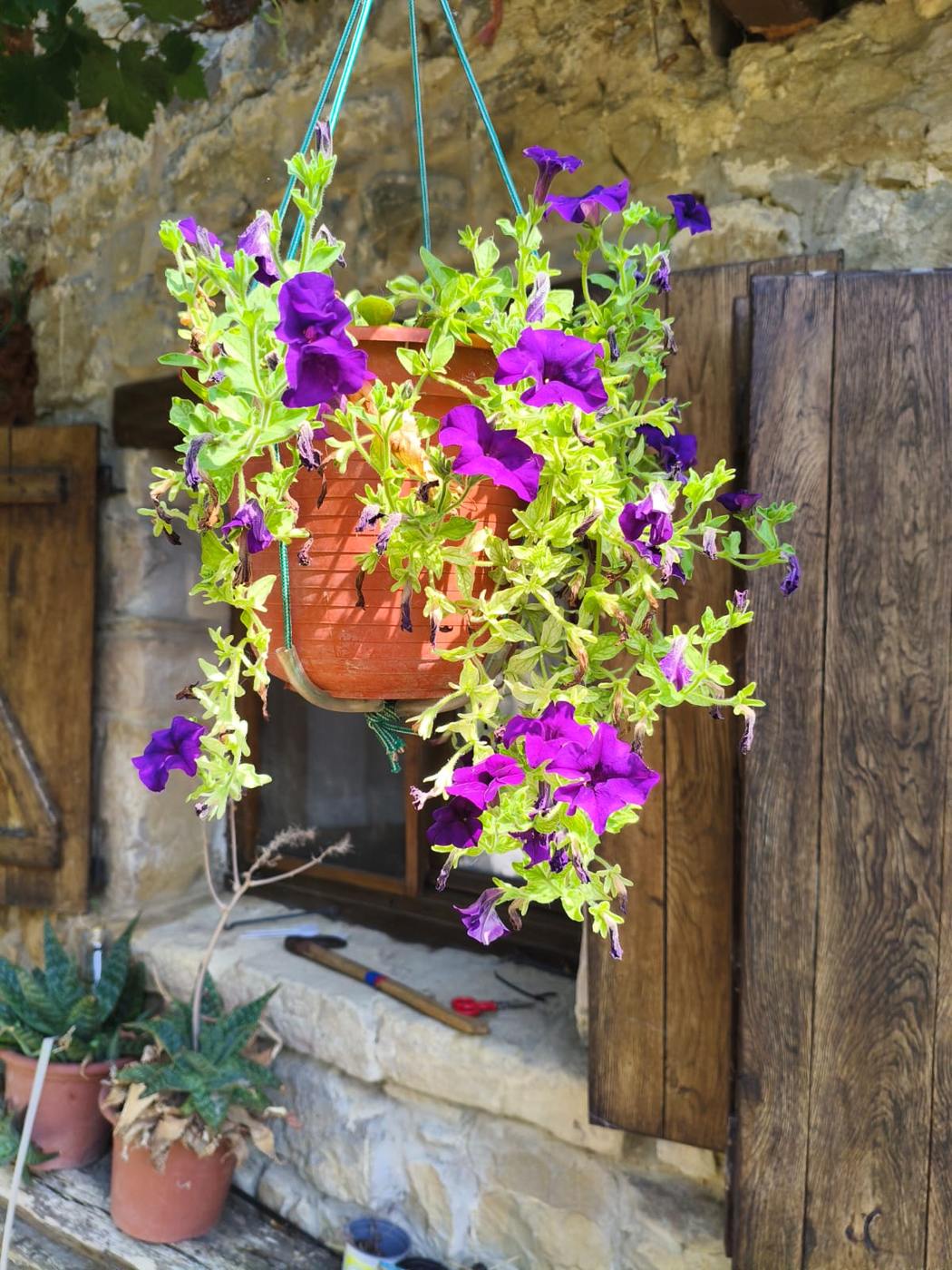 Petunias moradas en una maceta colgante en la casa rural TTipiaenea (Ariz, Navarra)