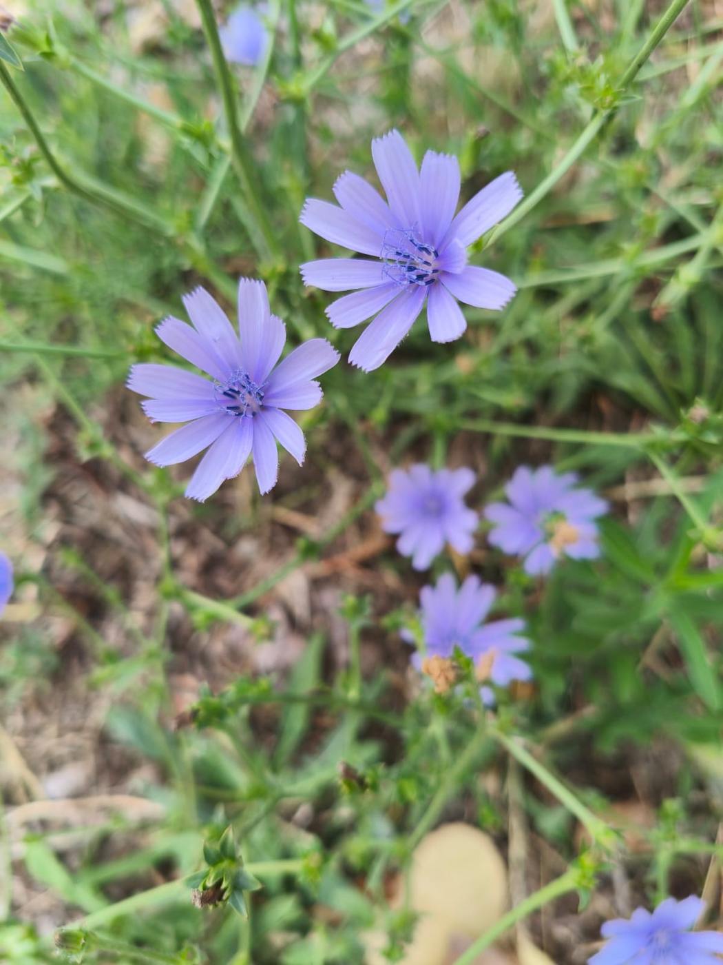 Achicoria azul en el jardín de la casa rural TTipiaenea (Ariz, Navarra)