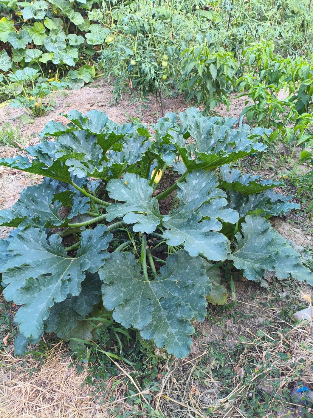 Planta de calabacín en la huerta de la casa rural TTipiaenea
