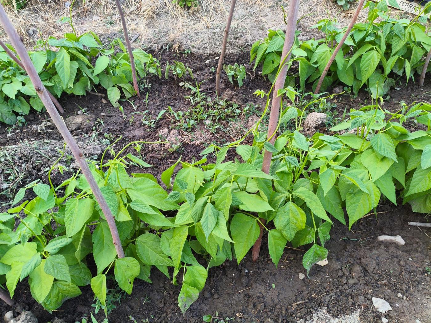 Alubias verdes trepando por las cañas en la huerta de la casa rural TTipiaenea