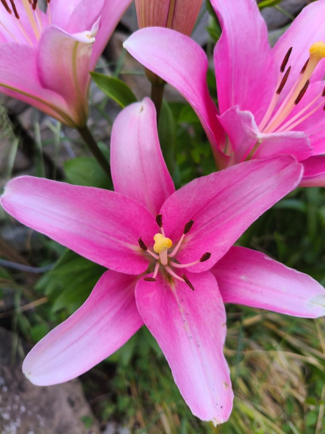 Lirio rosa abierto en el jardín de la casa rural TTipiaenea (Ariz, Navarra)