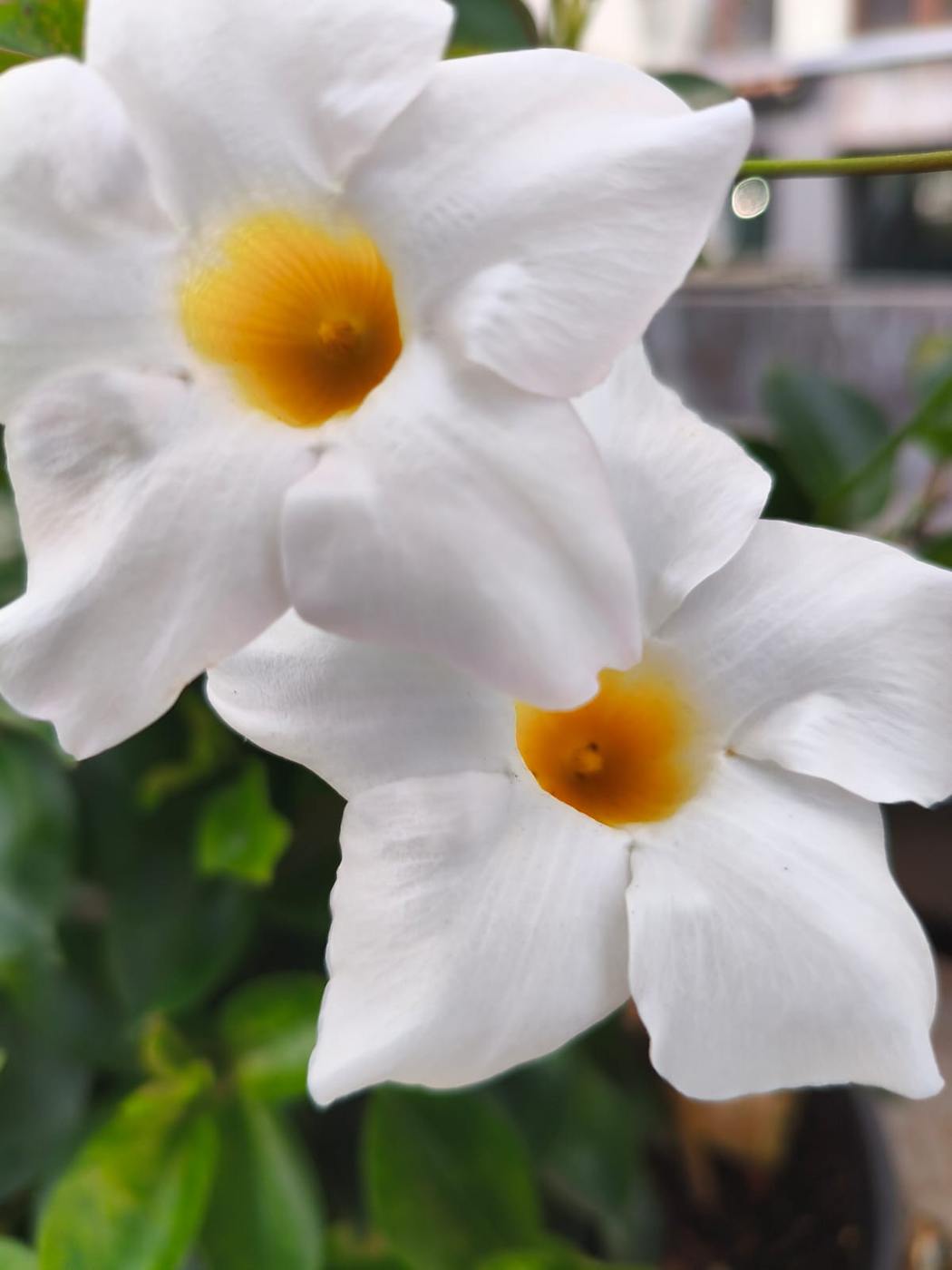 Dipladenia blanca en el jardín de la casa rural TTipiaenea (Ariz, Navarra)