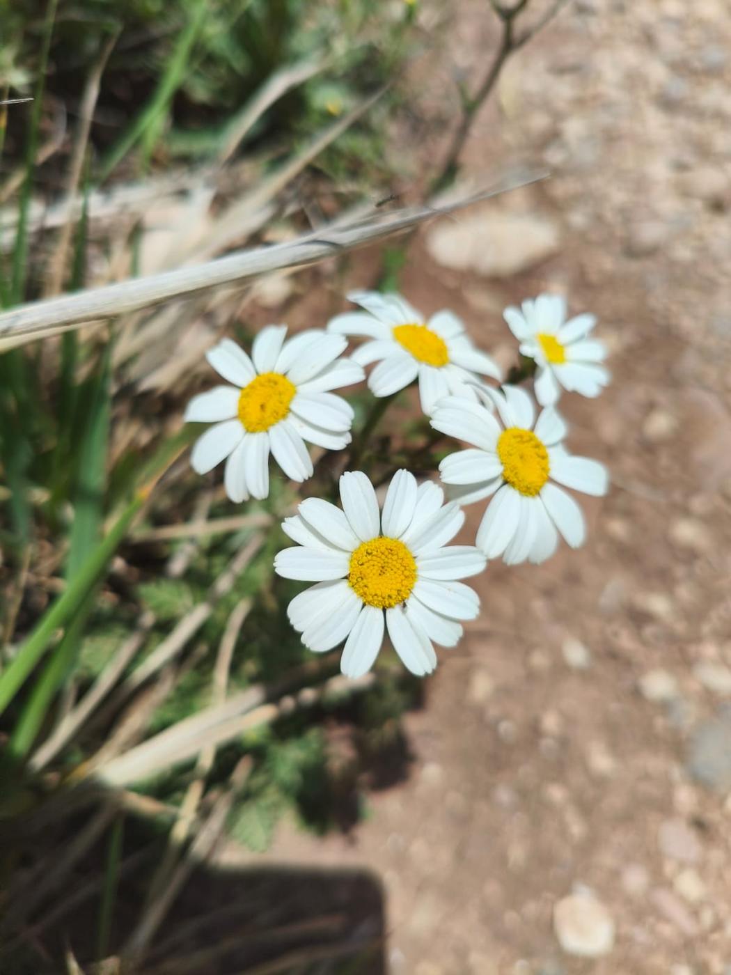 Margaritas blancas en el jardín de la casa rural TTipiaenea (Ariz, Navarra)