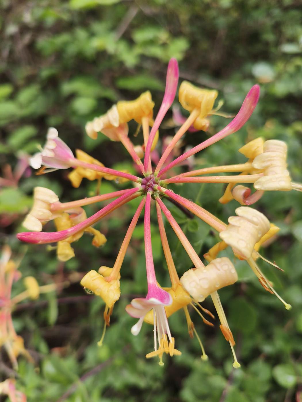 Madreselva en flor en el jardín de la casa rural TTipiaenea (Ariz, Navarra)