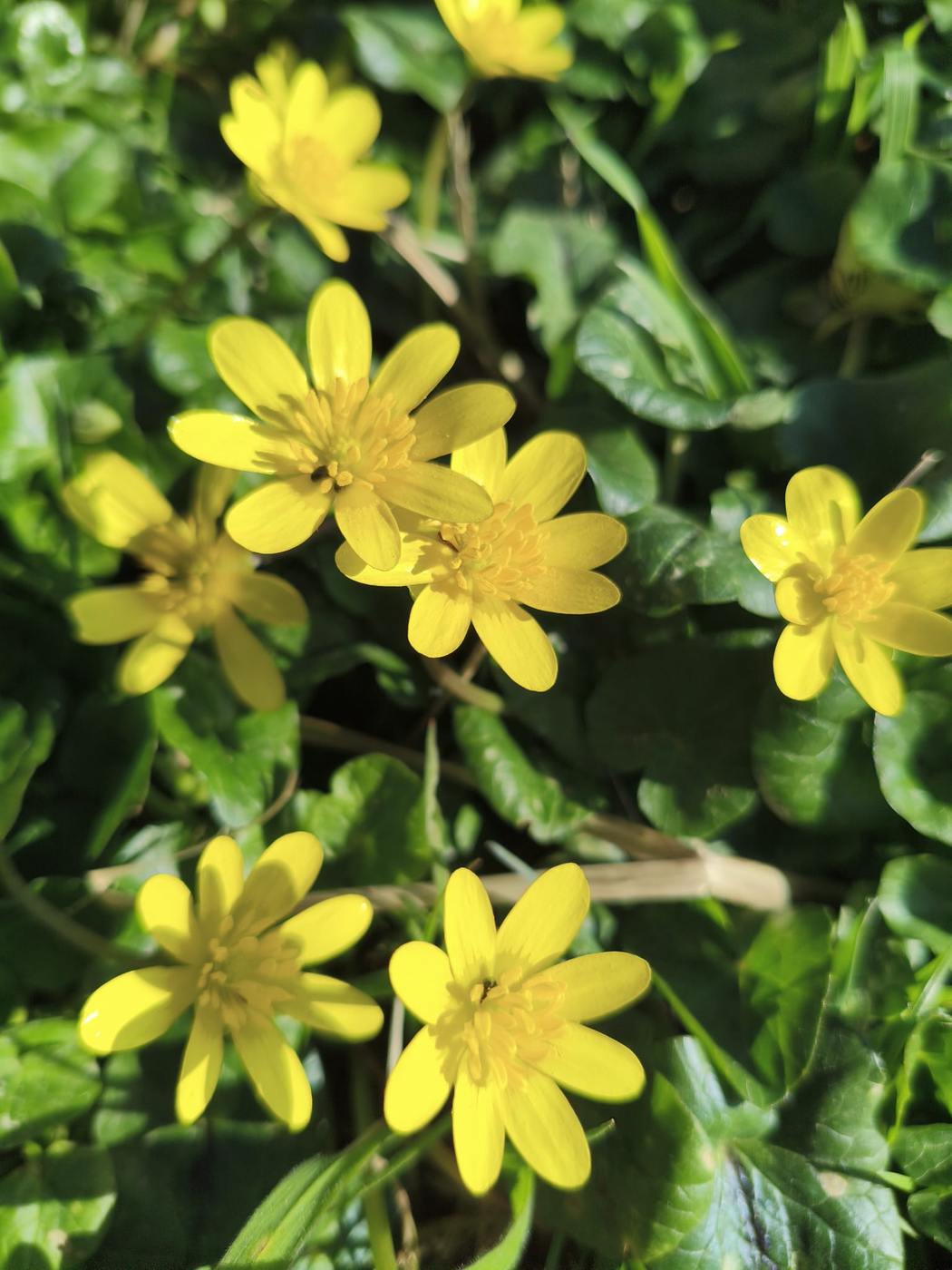 Celidonia amarilla brillante en el jardín de la casa rural TTipiaenea (Ariz, Navarra)