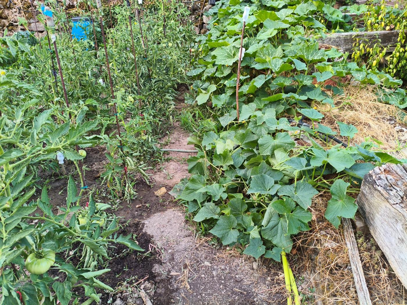 Alubias verdes (lekak) trepando en la huerta de la casa rural TTipiaenea