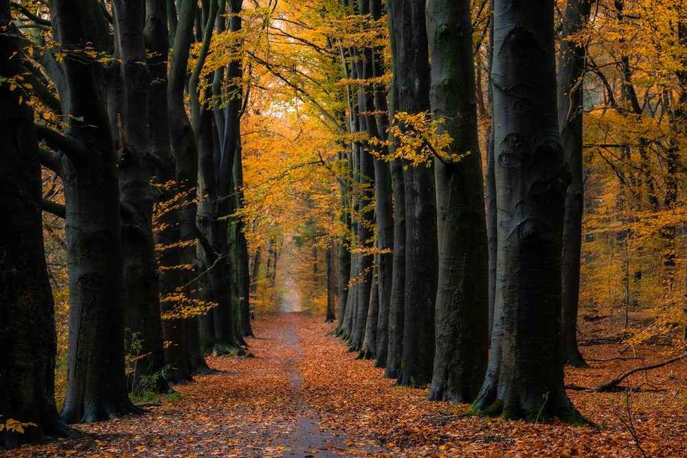Interior del bosque de Orgi en otoño