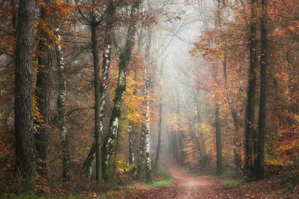 Senda entre robles en mañana de niebla en el Bosque de Orgi