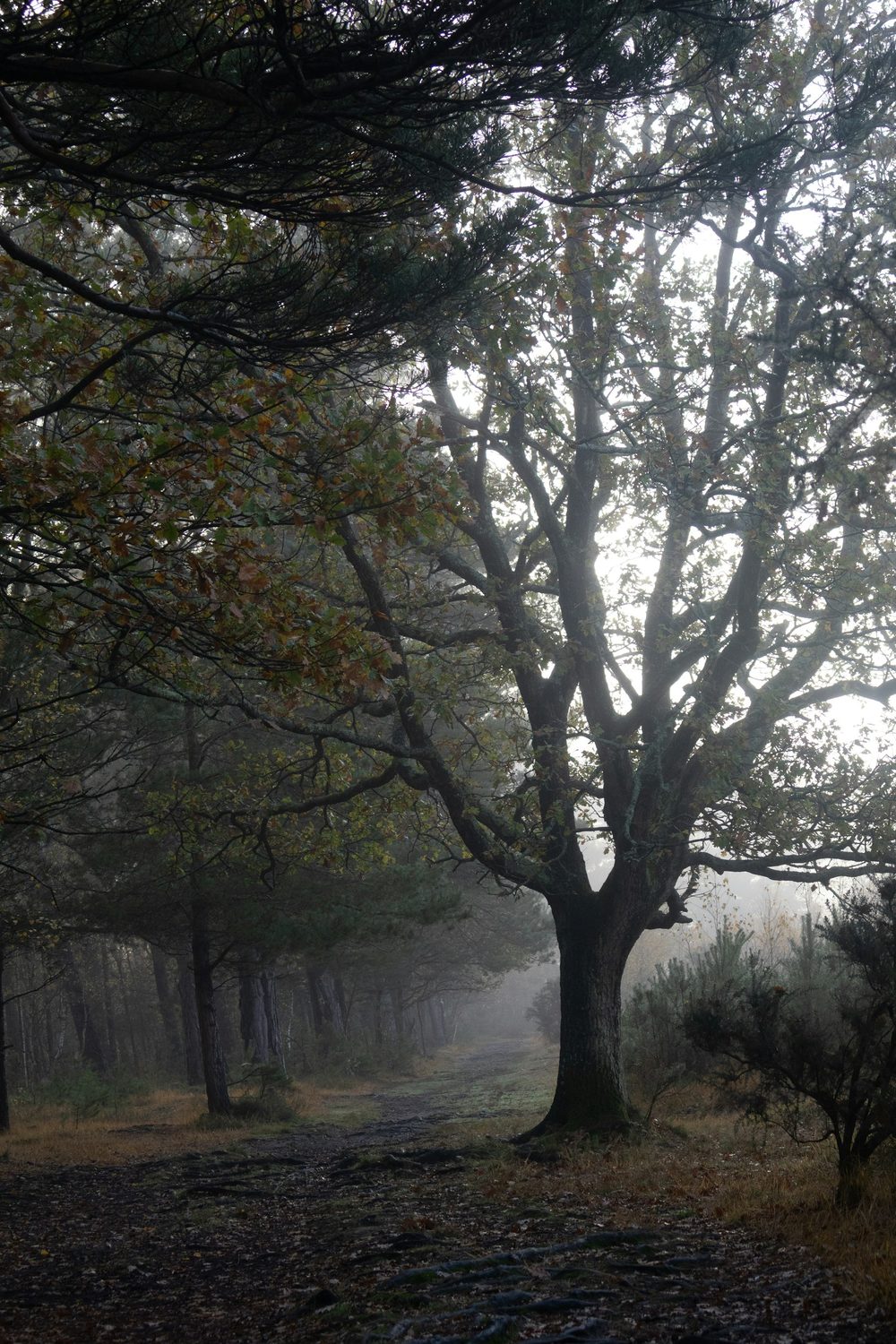 Gran roble en sendero de niebla