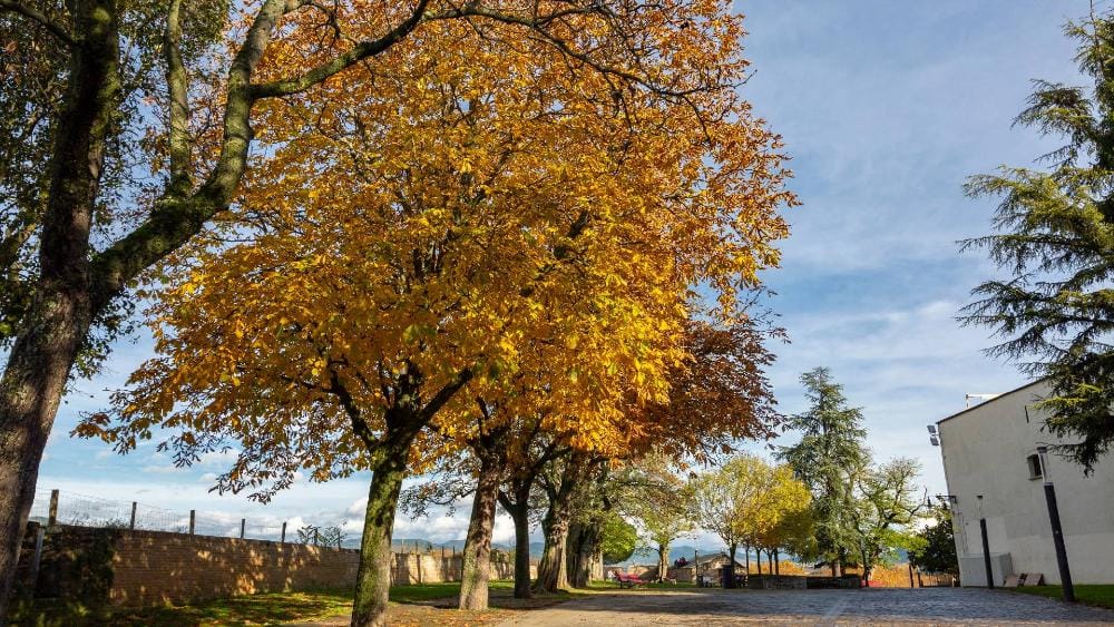 Paseo fluvial del Arga